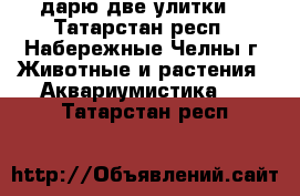 дарю две улитки  - Татарстан респ., Набережные Челны г. Животные и растения » Аквариумистика   . Татарстан респ.